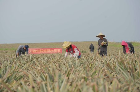 吃货请收好，“树上熟”的海南贵妃芒、金钻凤梨，天猫安排上了