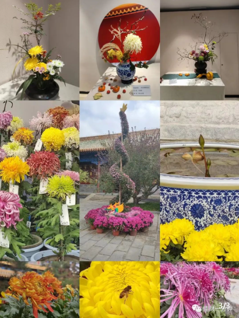 秋菊 秋菊