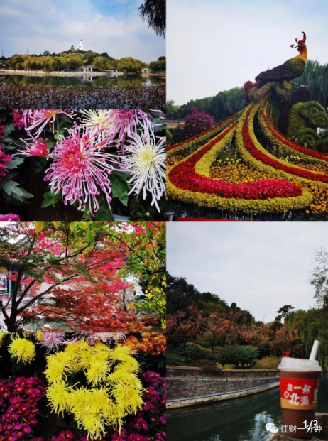 秋菊 秋菊