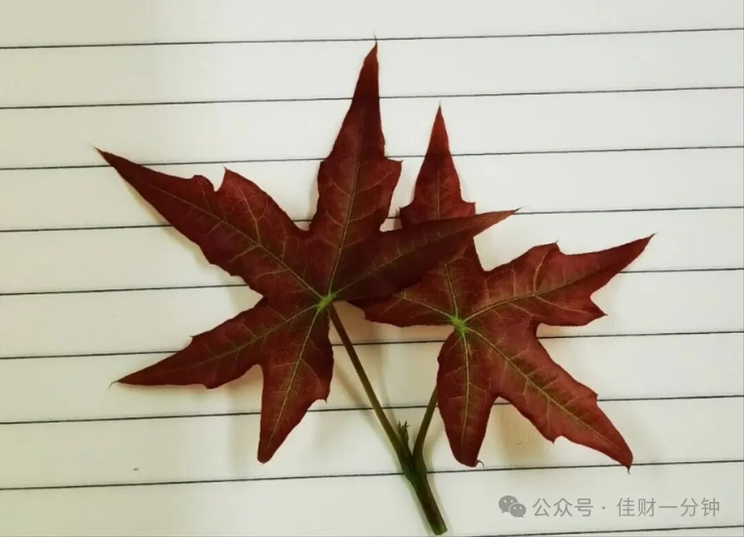 房屋检测板块逆市大涨