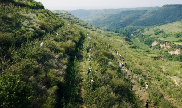 蚂蚁森林9年种树6.19亿棵，9成以上种在“三北”工程三大标志性战役地区