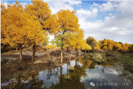 高佳思考 | 9月28日的胡杨林已渐入佳境 高佳思考 | 9月28日的胡杨林已渐入佳境