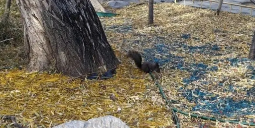 高佳思考 | 圆明园的冬日妙趣