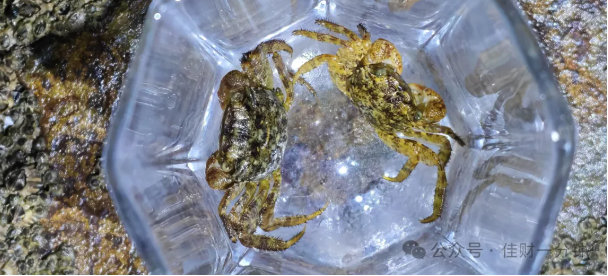 佳姐思考 | 推荐一个生态很好的北方小岛 佳姐思考 | 推荐一个生态很好的北方小岛