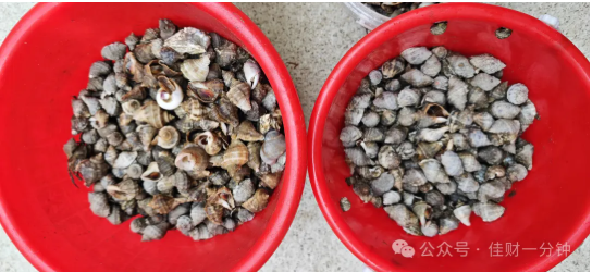 佳姐思考 | 推荐一个生态很好的北方小岛 佳姐思考 | 推荐一个生态很好的北方小岛