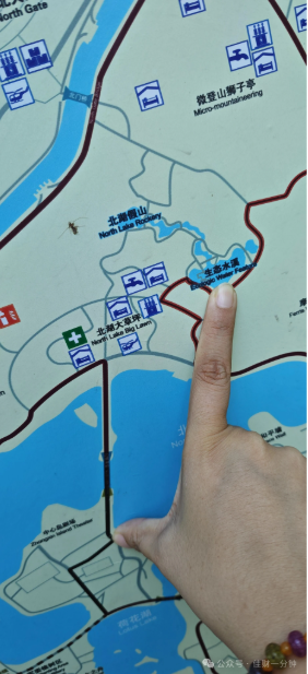 佳姐思考 | 北京朝阳公园打卡大王莲的详细指南 佳姐思考 | 北京朝阳公园打卡大王莲的详细指南