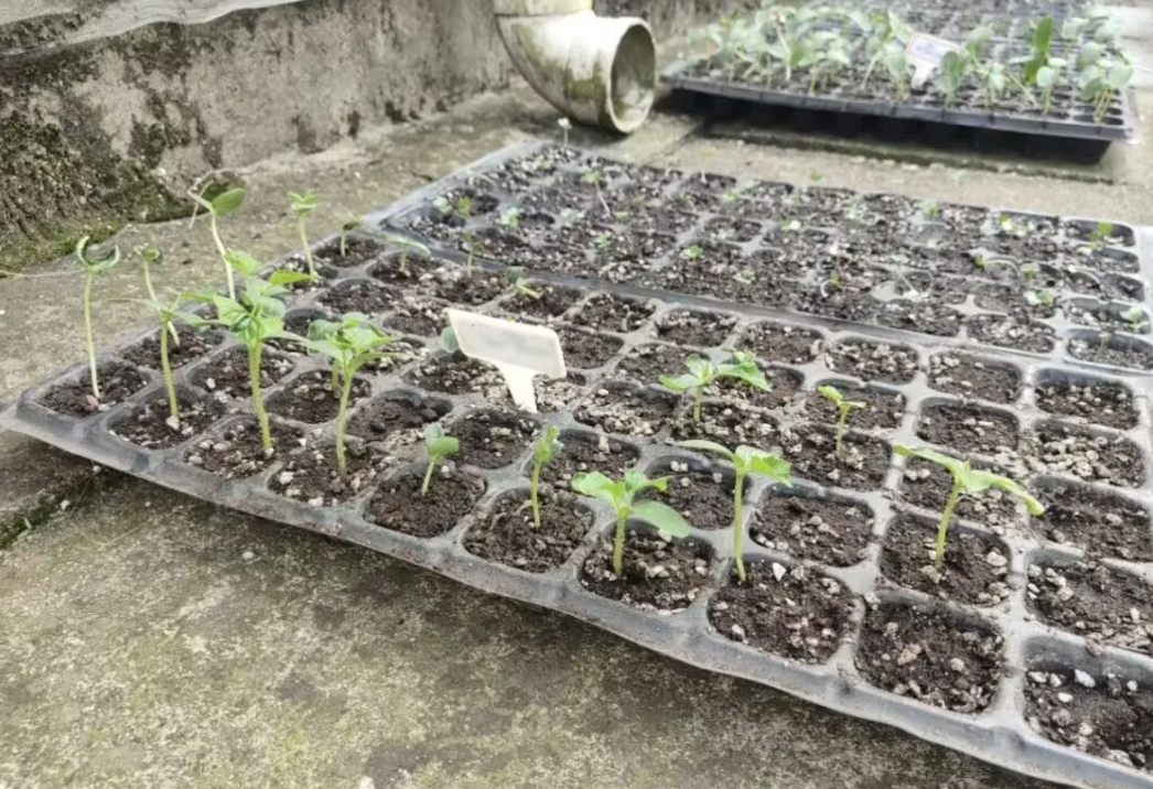 真实记录 | 当一个中产娃选了天坑专业 真实记录 | 当一个中产娃选了天坑专业