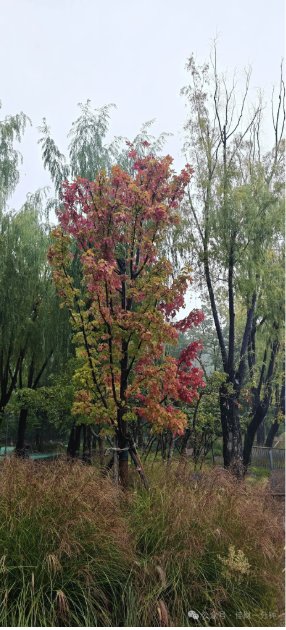 佳姐思考 | 听一场秋雨 佳姐思考 | 听一场秋雨