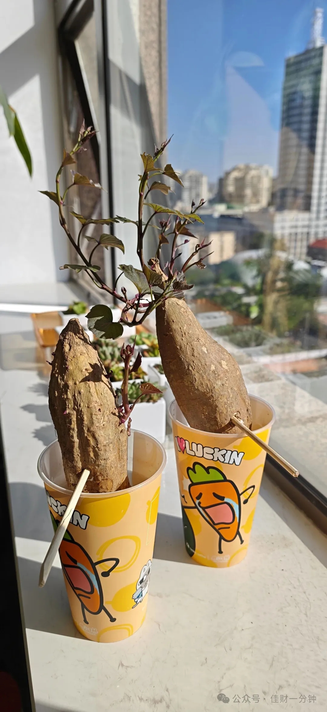 佳姐思考 | 秋凉、茶香、慢生活